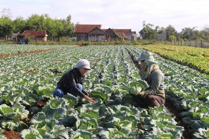 Chị Đinh Thị Boi (bìa phải), hạt nhân của nhóm đồng sở thích trồng RAT VietGAP ở xã Vĩnh Sơn (huyện Vĩnh Thạnh, Bình Định). Ảnh: Lê Khánh.