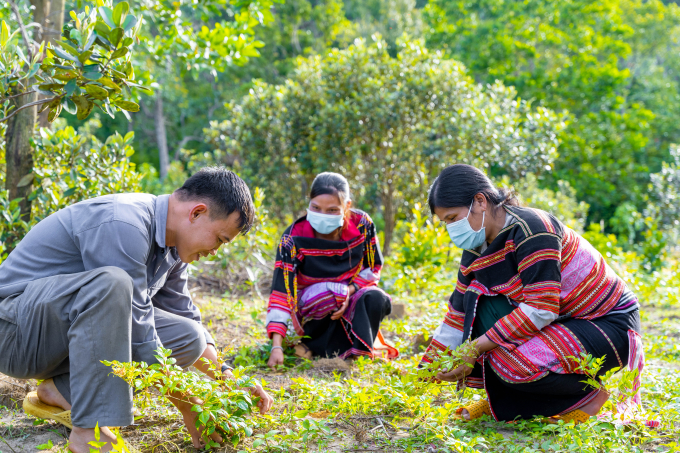 Cán bộ kĩ thuật Bidiphar hướng dẫn cho bà con đồng bào cách trồng, chăm sóc cây dược liệu chè dây. Ảnh: Q.T.L