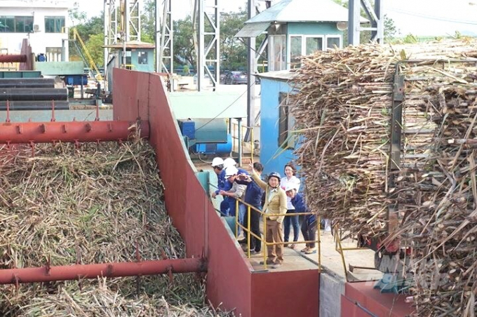 An Khe Sugar Factory consumes up to 2 million tonnes of fresh sugarcane every year, thus generating 500,000 tonnes of bagasse. Photo: V.D.T.