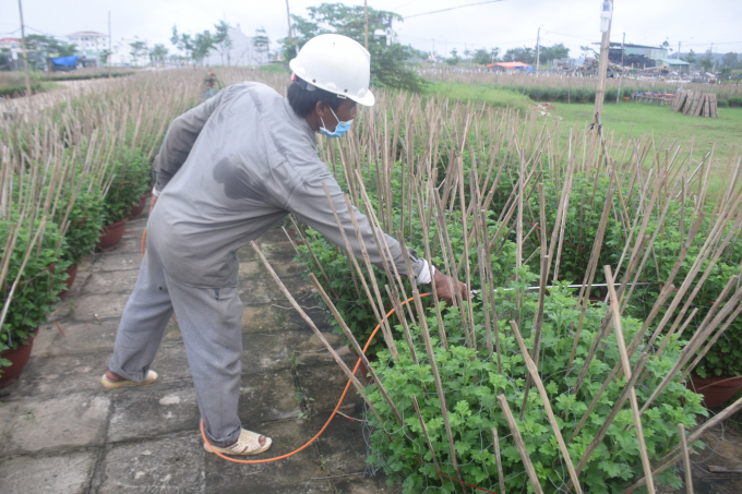 Anh Huỳnh Thanh Dân ở phường Bình Định (thị xã An Nhơn, Bình Định) đang bơm thuốc trị bệnh tuột lá chân cho 300 chậu cúc của anh. Ảnh: Lê Khánh.