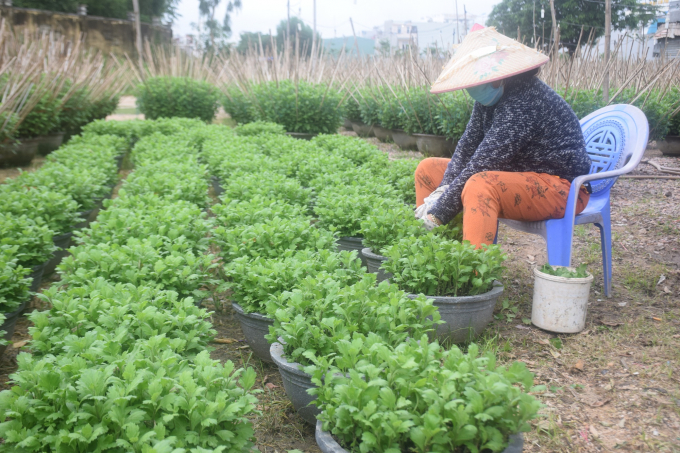 Chị Sơn ở phường Bình Định (thị xã An Nhơn, Bình Định) đang chăm những chậu cúc pha lê cỡ nhỏ giá chỉ 100.000đ/chậu, bằng 1 nửa so với chậu cúc cỡ 40cm. Ảnh: Lê Khánh.