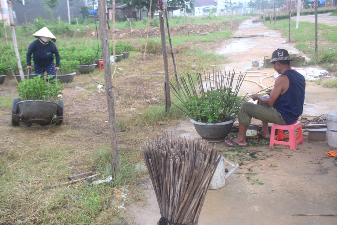 Bình Định trời vẫn còn mưa nhưng nhà vườn vẫn đang hối hả chăm sóc những chậu cúc cung ứng cho thị trường dịp Tết Nguyên đán Nhâm Dần 2022. Ảnh: Lê Khánh.