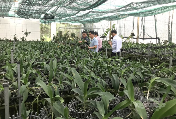 Vườn lan Đai Châu do Viện Khoa học kỹ thuật nông nghiệp Duyên hải Nam Trung bộ áp dụng công nghệ nuôi cấy mô nhân ra. Ảnh: Vũ Đình Thung.