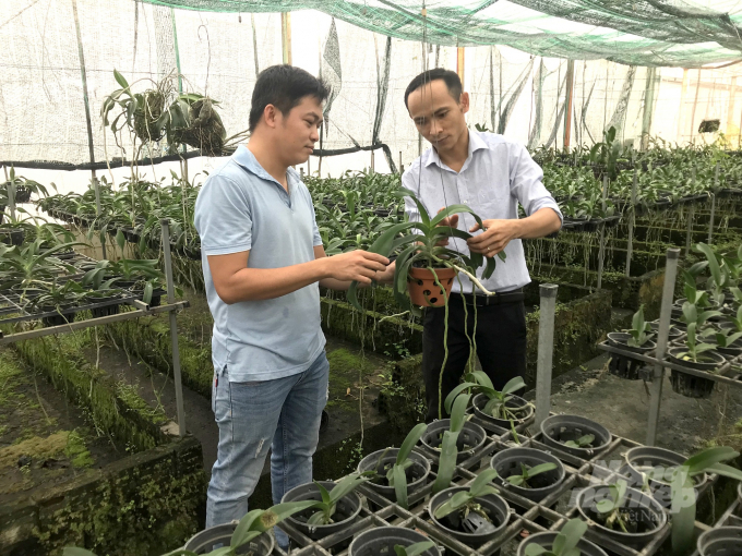 Trưởng bộ môn và phó trưởng bộ môn rau hoa cây cảnh của Viện Khoa học kỹ thuật nông nghiệp Duyên hải Nam Trung bộ đang kiểm tra sinh trưởng phát triển của những chậu lan Đai Châu được trồng trong nhà màng. Ảnh: Vũ Đình Thung.