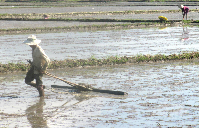 Bão số 9 gây mưa làm 6.086 ha lúa vụ Đông Xuân 2021-2022 mới gieo sạ ở Bình Định bị ngập úng, trong đó có nhiều diện tích bị hư giống phải gieo sạ lại. Ảnh: Đ.T