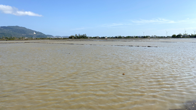 Hiện ở huyện Tuy Phước (Bình Định) còn đến 262 ha ruộng còn bị ngập úng chưa thể gieo sạ lại được. Ảnh: V.Đ.T