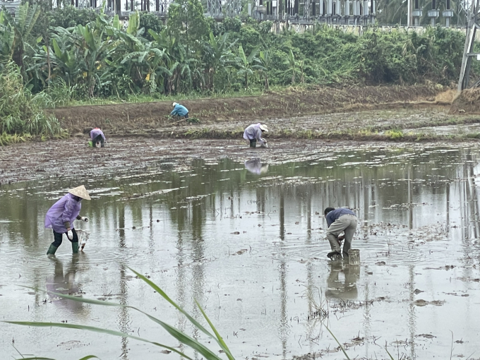 Ra quân diệt chuột và thu lượm ốc bươu vàng hại lúa.