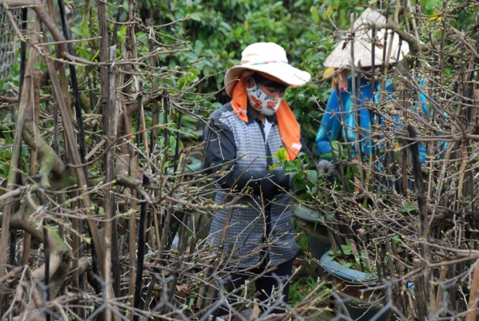 Với mức doanh thu gần 150 tỷ đồng từ tiền bán mai Tết năm nay người trồng mai cảnh ở An Nhơn (Bình Định) có mức thu phá kỷ lục. Ảnh: V.Đ.T.