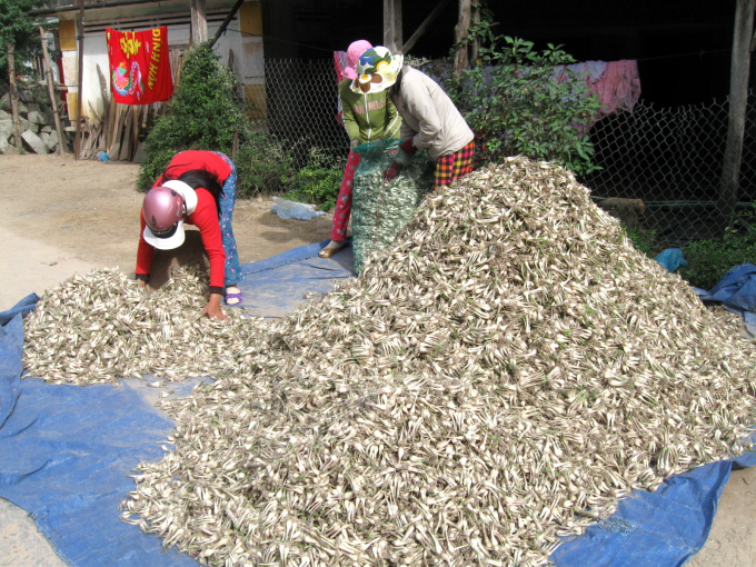 Kiệu củ năm nay ở Bình Định cũng tăng giá hơn so với năm trước. Ảnh: V.Đ.T.