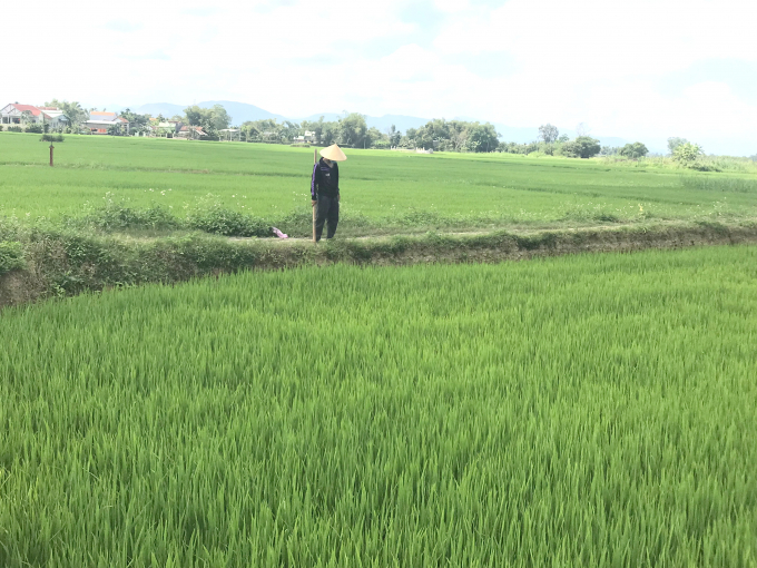 Thời điểm nông dân vui Tết Nguyên đán Nhâm Dần 2022 là giai đoạn vụ lúa đông xuân ở Bình Định đang vào thời kỳ sinh trưởng, nguy cơ sâu bệnh hại rất cao. Ảnh: V.Đ.T.