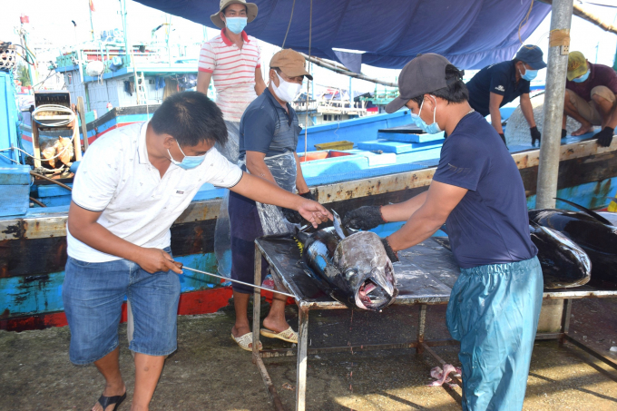 Thương lái thu mua, sơ chế cá ngừ đại dương đưa đi tiêu thụ. Ảnh: V.Đ.T.