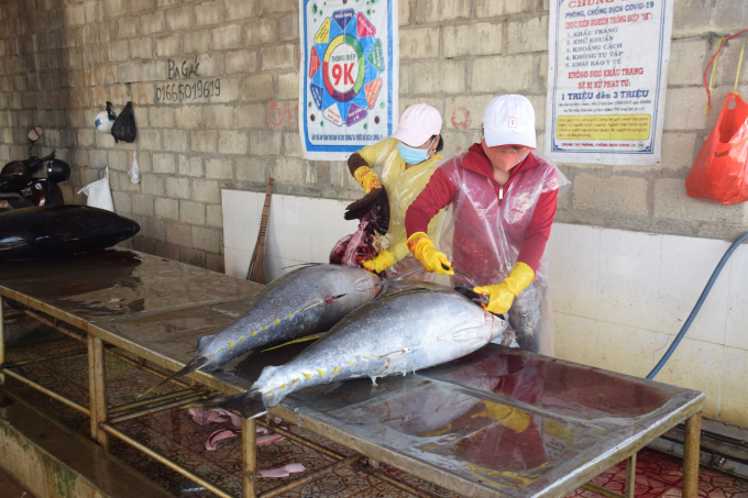 Cá ngừ đại dương đánh bắt trong chuyến biển xuyên Tết Nguyên đán Nhâm Dần có giá 140.000đ-150.000đ/kg. Ảnh: V.Đ.T.
