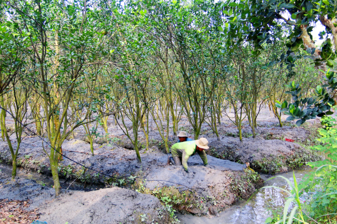 Nhiều hộ dân trồng cam sành ở Trà Ôn, được Agribank Chi nhánh Trà Ôn - Vĩnh Long hộ trợ vốn để phát triển vườn cây. Ảnh: LÊ HOÀNG VŨ