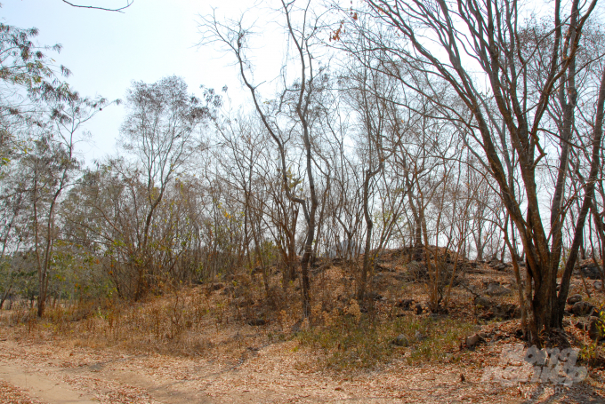 Theo Chi cực kiểm lâm tỉnh An Giang, tổng diện tích rừng và đất lâm nghiệp gần 17.000ha, gồm vùng đồi núi và đồng bằng. Trong đó, vùng trọng điểm có nguy cơ cháy cấp 5 là hơn 7.000 ha, tập trung ở các huyện như: Tịnh Biên, Tri Tôn, Thoại Sơn và TP. Châu Đốc.