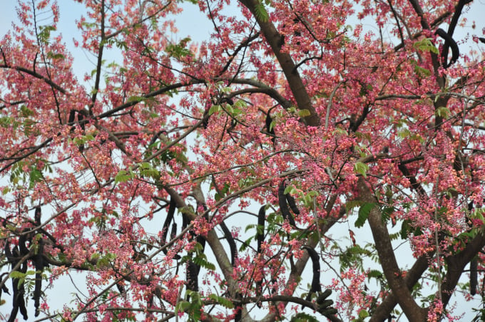 Năm nào cũng vậy, khi tiết trời miền Tây trở nên nóng hơn, lúc đó những cây ô môi bắt đầu khoe sắc. Những chùm ô môi đỏ hồng, xếp dày đặc phủ đầy trên những thân cây cao lớn.