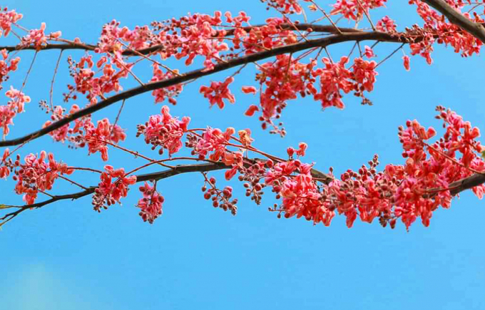 Mùa ô môi ở Miền Tây chỉ kéo dài khoảng 1 tháng, đó là thời điểm mà hoa trổ đồng loạt và rực rỡ nhất. Mỗi cây ô môi thường cao khoảng 10 – 20m, cành vươn rộng tứ phía.