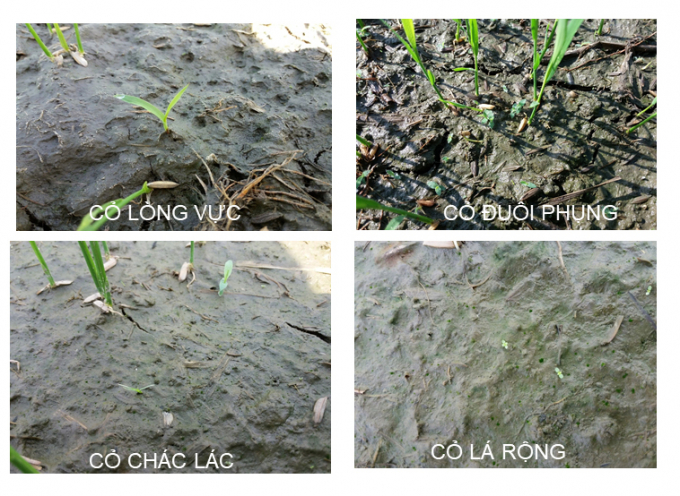 Hình ảnh các loại cỏ thường xuất hiện và gây hại trên ruộng nông dân ở ĐBSCL. Ảnh: Tân Thành.