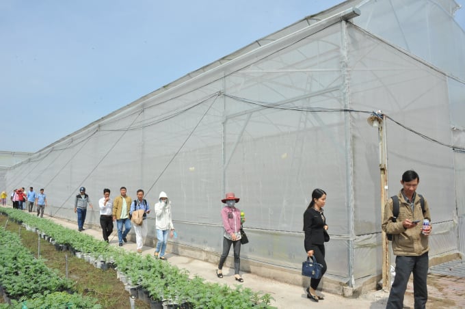 Đây là mô hình trồng dưa lưới theo hướng công nghệ cao trong nhà kính của Cty TNHH 1 thành viên Thái Lan Farm, ở ấp Tân Thành, xã Giục Tượng, huyện Châu Thành (Kiên Giang) với quy mô 2,6ha, trong đó dưa lưới được trồng với diện tích 400m2/500 cây.