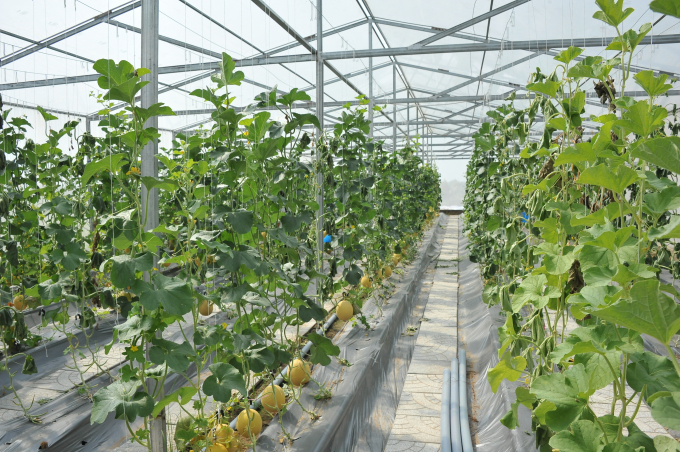 Mô hình trồng dưa lưới trong nhà màng mang lại hiệu quả kinh tế cao