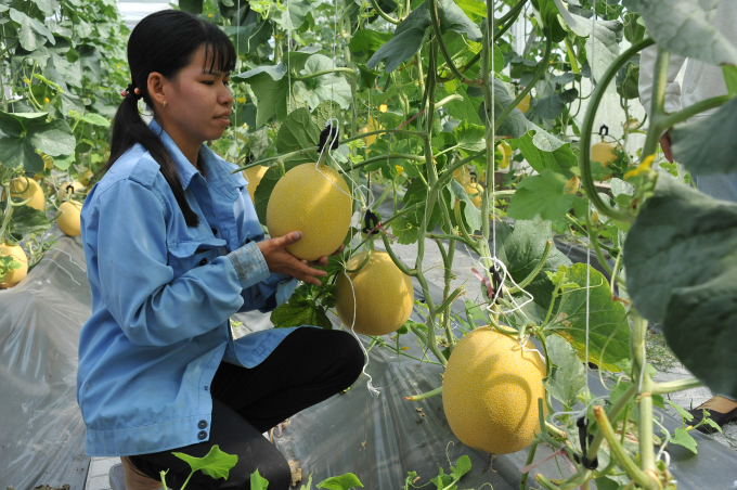 Chị Từ Thị Tú Yên, nhân viên công ty Thái Lan Farm cho biết: Dưa lưới từ khi trồng đến thu hoạch là 75 ngày, năng suất trung bình là 1 tấn/400m2, với giá bán hiện nay từ 45.000 - 50.000 đồng/kg, trừ chi phí lợi nhuận thu về 70%. Bình quân dưa lưới có thể trồng từ 4-5 vụ/năm.