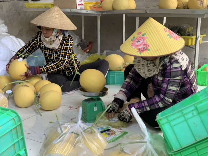 Sau khi thu hoạch, dưa lưới của Thái Lan Farm được tiêu thụ cho các cửa hàng bán trái cây hay siêu thị mini. Hiện công ty đăng ký sản phẩm dưa lưới sạch theo tiêu chuẩn VietGAP và mở rộng quy mô trồng.