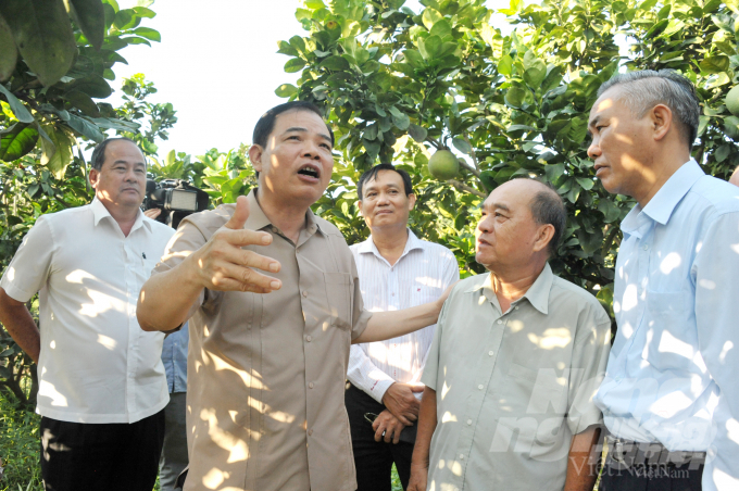 Bộ trưởng thăm vườn bưởi da xanh 5,3 ha của ông Nguyễn Quốc Hùng tại xã Vọng Thê, huyện Thoại Sơn. Ảnh: Minh Sáng.