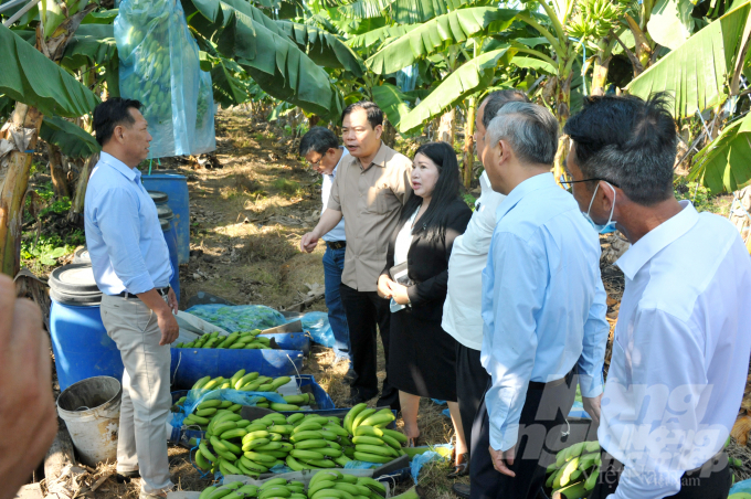 Bộ trưởng thăm trang trại chuối cấy mô tại xã Tân Tiến, huyện Tri Tôn, tỉnh An Giang. Ảnh: Minh Sáng.