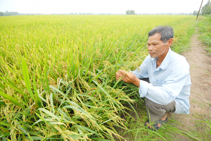 Nông dân sản xuất lúa quan tâm nhất làm sao cây lúa khỏe, năng suất cao, bán được giá để nâng cao kinh tế gia đình. Ảnh: Hoàng Vũ.