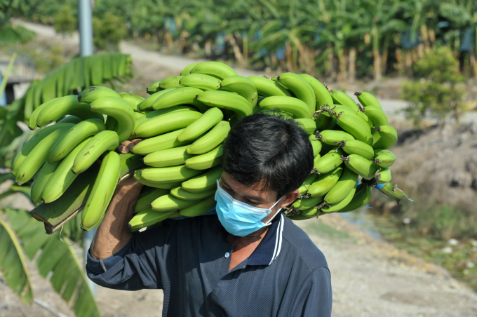 Thời gian qua nông dân trồng chuối xuất khẩu ở An Giang có bị ảnh hưởng do dịch bệnh Covid-19 nhưng nhờ canh tác theo quy trình an toàn sinh học, sản phẩm chuối vẫn được tiêu thụ tốt tại thị trường Hàn Quốc, Trung Quốc…