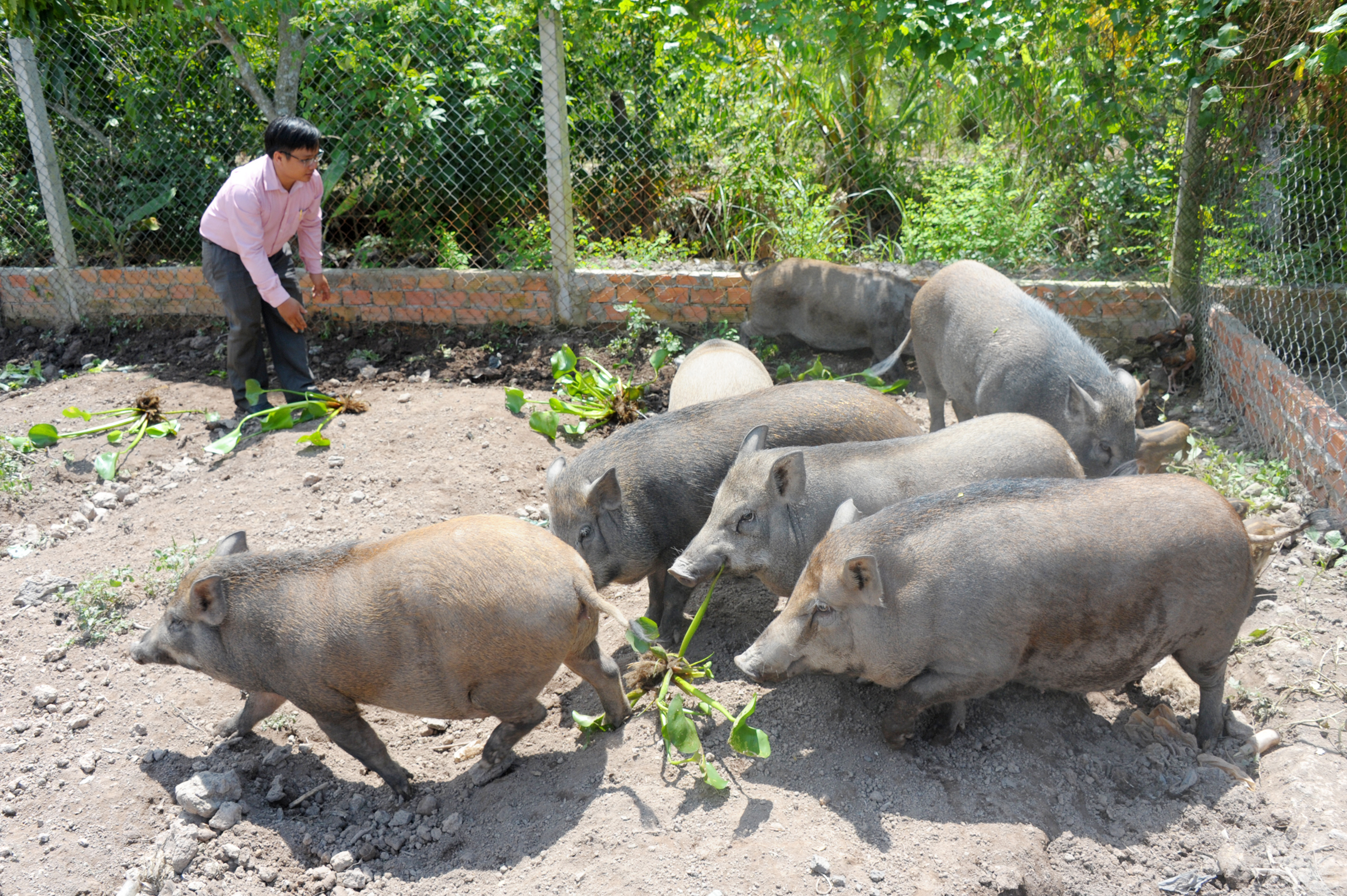 Kỹ thuật nuôi lợn rừng thịt  sinh sản Cách nuôi heo rừng làm giàu