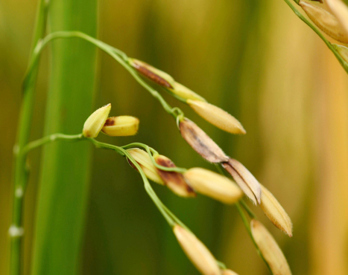 Bệnh lép vàng khiến hoa lúa biến màu, vỏ trấu chuyển sang xám nhạt hoặc vàng rơm, hạt lúa bị lép do không thể thụ phấn. Ảnh: LHV.