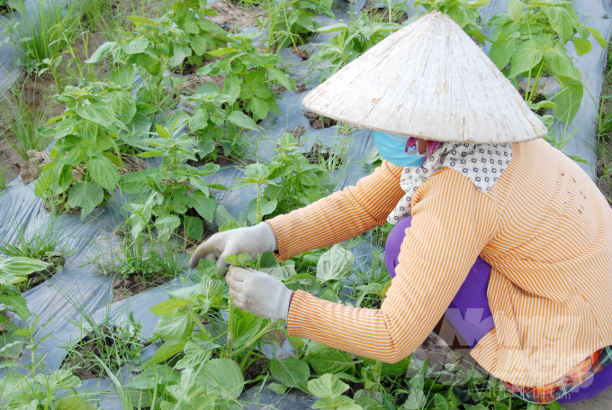 Nông dân thu hoạch bằng cách ngắt lá tía rô rồi cuộn tròn, kích cỡ lá tía tô đạt chuẩn chiều ngang từ 8-13cm theo yêu cầu của nhà nhập khẩu. Bình quân mỗi tháng, Fresh MeKong xuất từ 20 - 25 tấn lá tía tô sang thị trường Hàn Quốc, giá bán khoàng 22.000 – 30.000 đồng/kg (tùy loại lá lớn nhỏ).