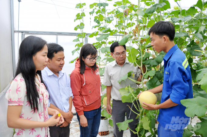 Thị trường dưa lưới được tiêu thụ chủ yếu ở các shop trái cây sạch, siêu thị ở TP.HCM và ĐBSCL.