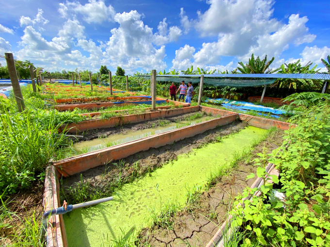 Người dân vùng thượng nguồn phát triển kinh tế với mô hình nuôi lươn