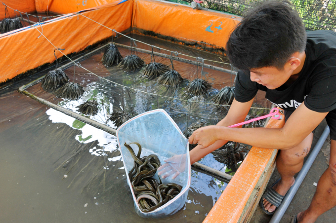 Hiện tại trại sản xuất lươn giống của anh được chưa thành 2 khu, trong đó khu dành cho lươn bố mẹ sinh sản và khu nuôi dưỡng lươn giống. Bên cạnh đó anh còn xây dựng ao riêng biệt để xử lý nước thải. Tận dụng nước thải đó anh nuôi cá để tăng thêm thu nhập.