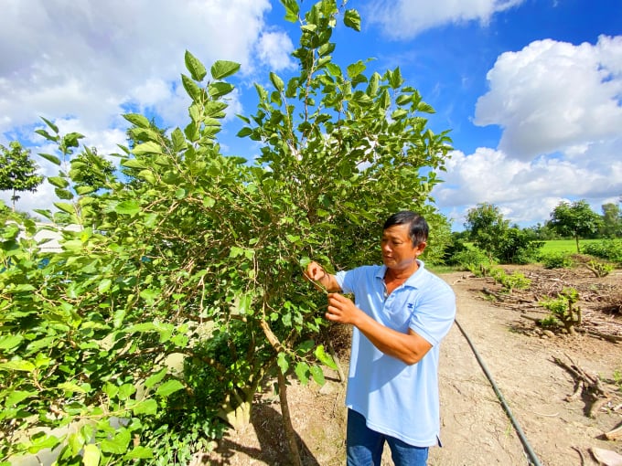 Ông Trần Ngọc Tuấn ở ấp Bình Hòa, xã Mỹ Khánh là một trong những nông dân đầu tiên trong trồng cây dâu tằm ăn mỗi năm cho thu nhập hàng trăm triệu đồng.