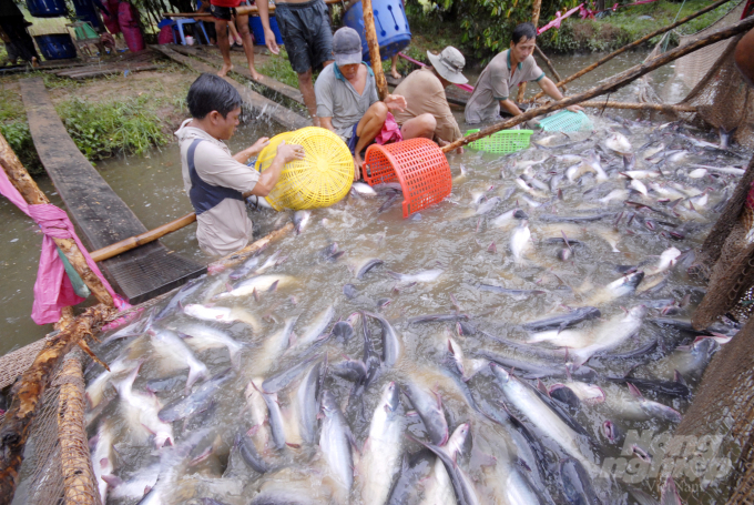   Diện tích nuôi cá tra toàn thành phố Cần Thơ hơn 567 ha. Ảnh: Lê Hoàng Vũ.