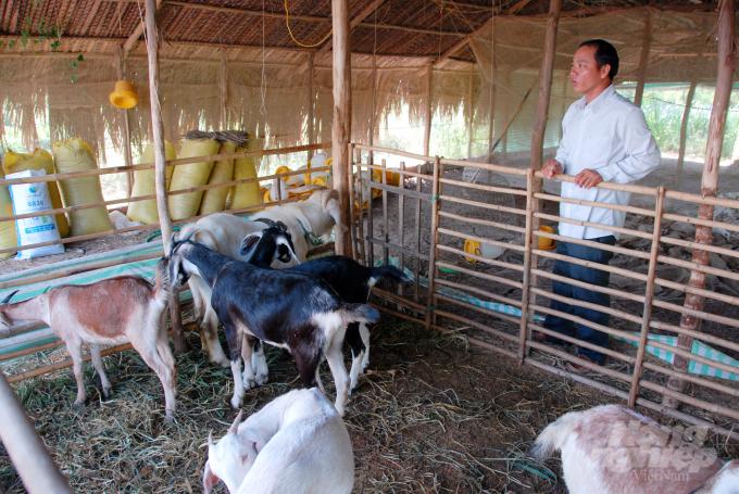 Đến xã Thành Đông vào những ngày này, ít ai nghĩ rằng giữa mênh mông đồng ruộng khoai lang lại có một làng nuôi dê đến hàng ngàn con.