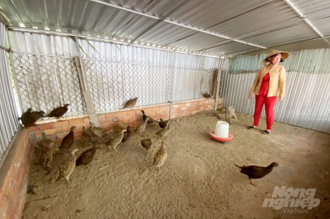 Trang trại nuôi chim trĩ và gà Quý Phi độc đáo ở Cần Thơ