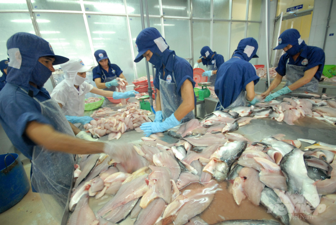 Ngoài xuất khẩu, hiện nay các doanh nghiệp tại ĐBSCL đang đẩy mạnh tiêu thụ cá tra tại thị trường nội địa, đặc biệt là phía Bắc. Ảnh: Lê Hoàng Vũ.