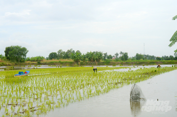 Hệ sinh thái lúa - tôm là điều kiện thuận lợi sản xuất lúa gạo sạch, hữu cơ phục vụ tiêu dùng nội địa cũng như xuất khẩu. Ảnh: Trung Chánh.