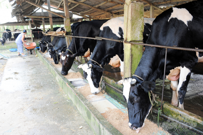 Trong số những người nuôi bò sữa khá giả nhất ở phường Long Hòa phải kể đến ông Võ Thanh Cần. Ông không chỉ là người tiên phong trong phong trào đưa vật nuôi mới này về địa phương mà còn là mô hình mẫu để bà con ở khắp nơi đến tham quan học tập.