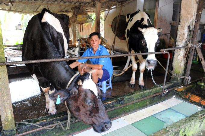 Đến nay, gia đình ông Cần đã có hơn 30 con, mỗi ngày bò cho sữa đều đặn, sau khi trừ chi phí ông thu về hơn 30 triệu đồng/tháng.