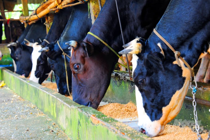 Ngoài ra, các hộ chăn nuôi còn tận dụng phân bò để ủ bón cho vườn cây ăn trái hoặc nuôi trùn quế để có thêm thu nhập. Đặc biệt, nhiều hộ chăn nuôi bò còn xây dựng hệ thống biogas cung cấp chất đốt vừa giảm chi phí sinh hoạt, vừa tránh ô nhiễm môi trường.