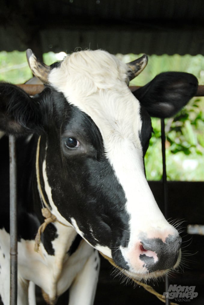 Hiện nay Hợp tác xã Chăn nuôi bò sữa Long Hòa có 34 xã viên, với tổng đàn bò hơn 300 con. Nhờ biết áp dụng khoa học kỹ thuật trong chăn nuôi mà các xã viên đều có thu nhập khá.