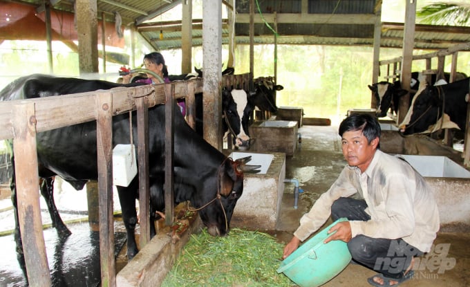 Ông Võ Thanh Cần cho biết: Đến nay trên địa bàn phường Long Hòa đã có hơn 50 hộ nuôi bò sữa, hộ ít thì 5 con, nhiều lên đến 60 con. Tất cả những hộ nuôi bò sữa nơi đây đều có cuộc sống ổn định, nhiều hộ đã vươn lên làm giàu.