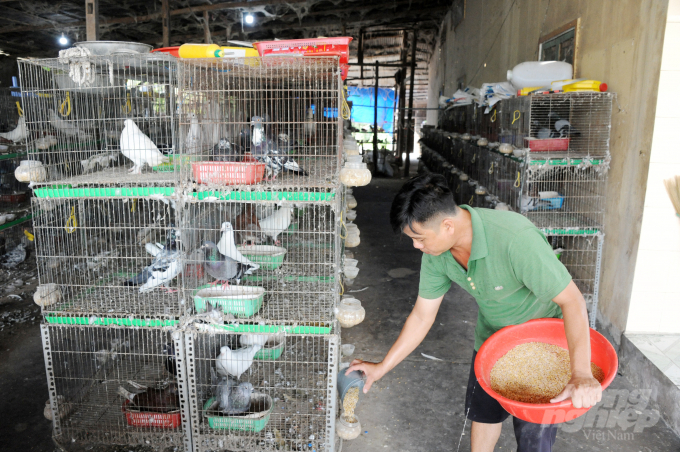 Tuy nhiên, muốn bố mẹ ấp hiệu quả cần lấy cát xây để vô rổ giúp bồ câu ấp đạt tỷ lệ nở cao. Hệ thống nước uống tự động phải được vệ sinh thường xuyên. Bồ câu nuôi đúng quy trình rất ít bệnh.