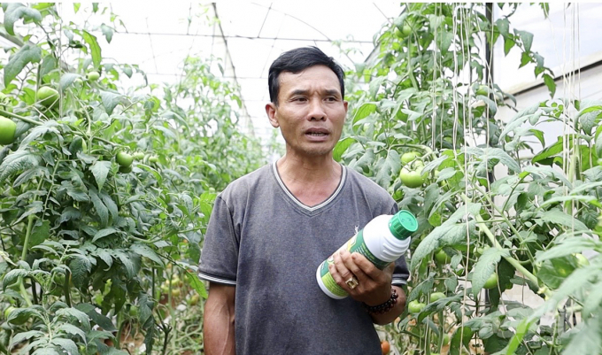 Ông Nguyễn Văn Bảy, ở phường 10, TP Đà Lạt (Lâm Đồng), sử dụng hai chế phẩm sinh học OAU01 6,3 EW và OAU02 81,7 EC cho vườn cà chua đang đem lại hiệu quả cao. Ảnh: Lê Hoàng Vũ.