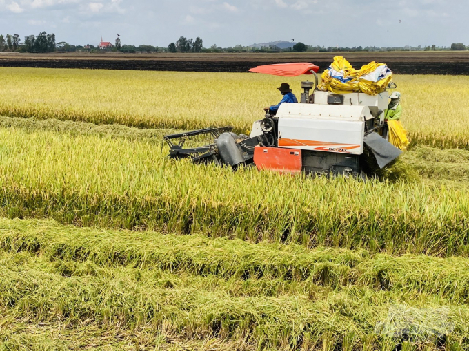 An Giang province has harvested about 80% of the summer-autumn rice area. Photo: LHV.