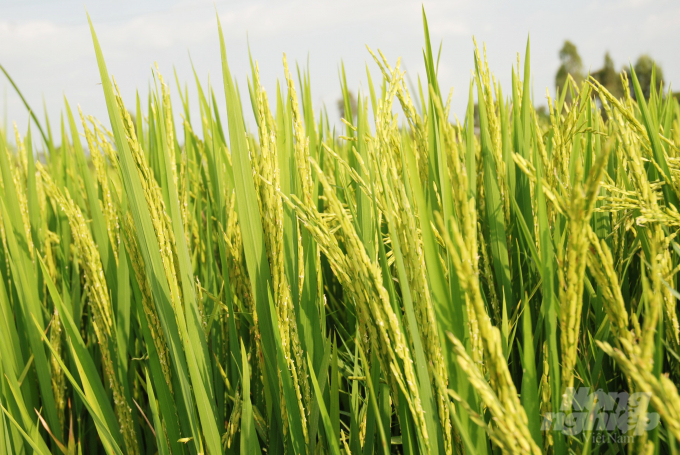 Để phòng ngừa bệnh lem lép hạt nông dân cần cung cấp đầy đủ dinh dưỡng, thường xuyên theo dõi và quản lý dịch hại kịp thời ở giai đoạn đòng – trổ. Ảnh: Hoàng Vũ.